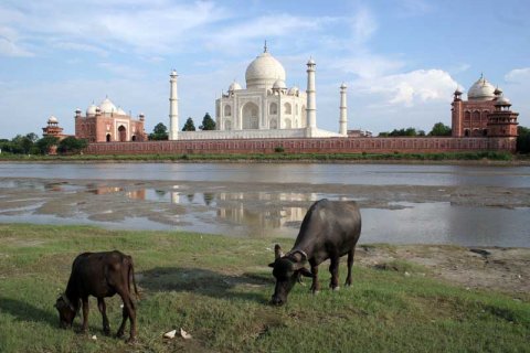Cattle Grazing by Taj Mahal