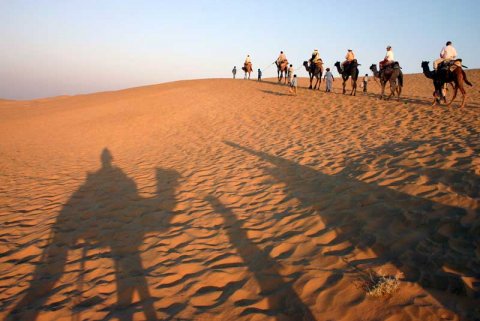Camel train in the Thar desert