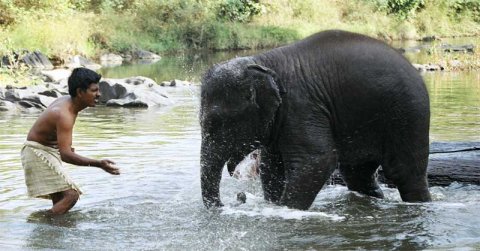 Baby Elephant