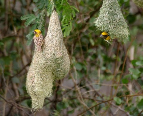 Baya Weaver Nests