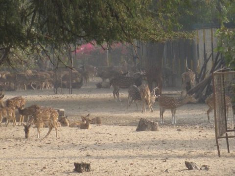 Spotted Deer