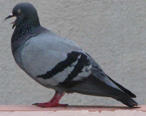 Indian Pigeon