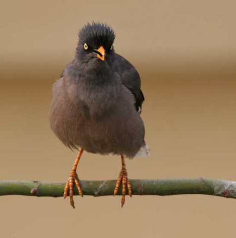 Jungle Myna bird