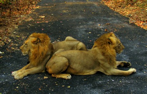 Indian Lions