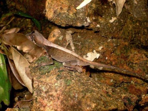 Indian Lizard