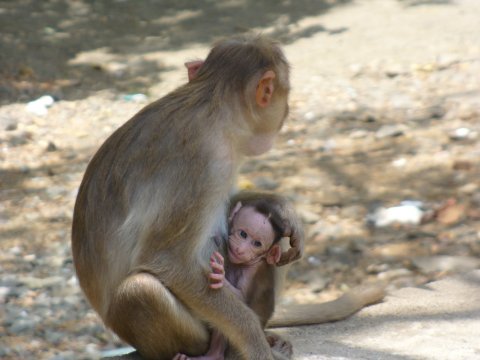 Indian Monkeys