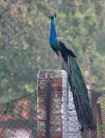 Peacock