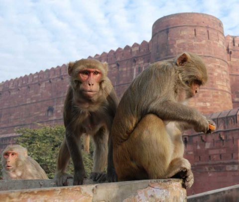 Rhesus Macaques (Monkeys)